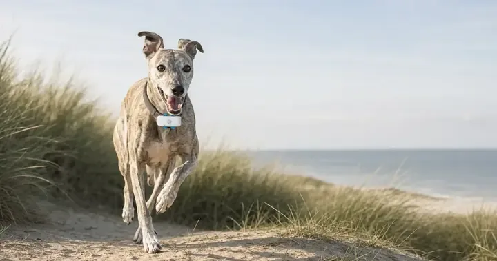A whippet wearing the illustrated MEO safety tracker runs through coastal dunes.